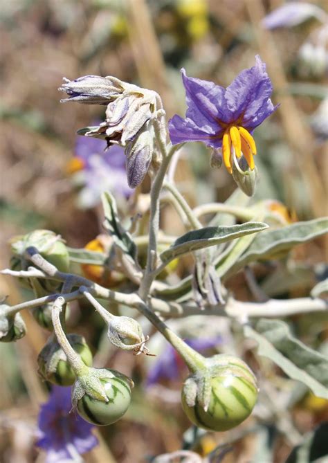 Connecting with Nature: Silverleaf Nightshade in Witchcraft Rituals